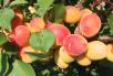 Click for 1 image(s) for this accession. Fruit